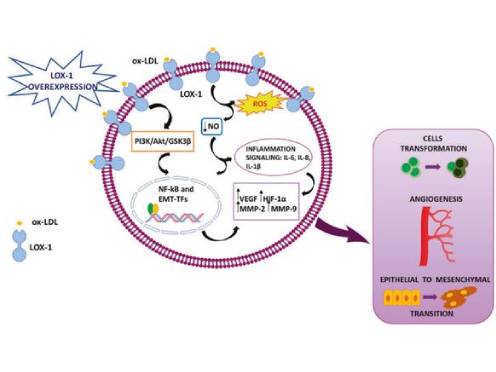 --496-372 --496-372