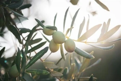 Poudre d'hydroxytyrosol : l'arme secrète de la nature contre le vieillissemen...