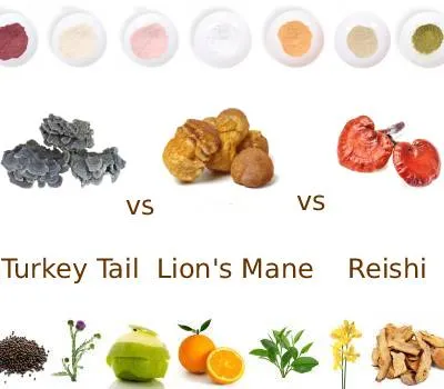 Champignons fonctionnels : une analyse comparative des extraits de reishi, de...