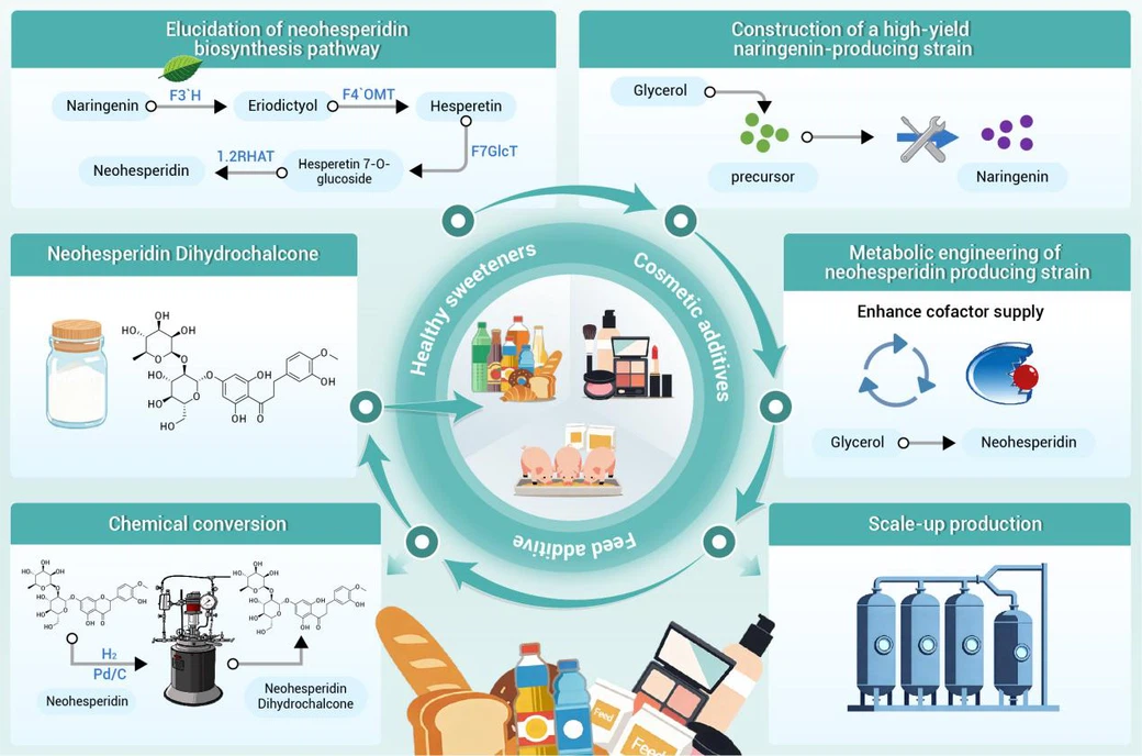 Industrial Production of Neohesperidin Dihydrochalcone (NHDC) Industrial Production of Neohesperidin Dihydrochalcone (NHDC)
