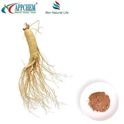 Poudre d'extrait de Panax Ginseng
